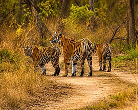 Kanha Tour Packages