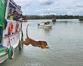 Sundarbans Tour Packages