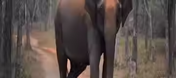 Bangalore to Mysore, Ooty and Wayanad 5 Days Tour Package.avif