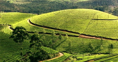 Bangalore to Munnar Tour Packages_edited