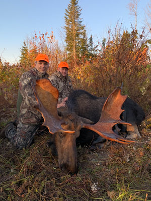 maine moose hunting guides, guided maine moose hunt, trophy maine moose hunt, remote maine moose hunt