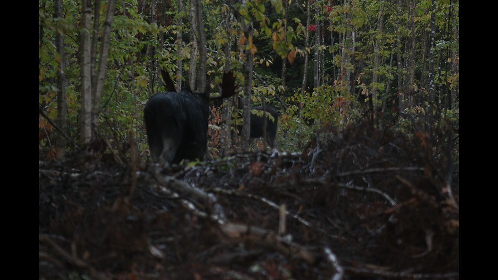 maine bull moose, big mountain outfitters, maine moose hunt, maine trophy moose, remote maine moose hunt, guided maine moose hunt, maine moose hunting guides
