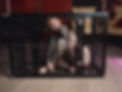 MUSE FONTAINE CAGE -6.jpg