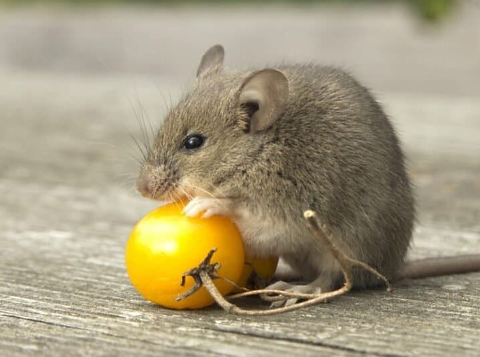 Rodent-mouse-with-tamato-1024x535.jpg