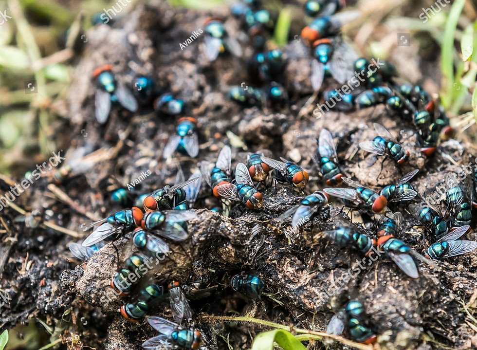 stock-photo-a-close-up-of-a-swarm-of-green-bottle-flies-gathering-on-a-pile-of-feces-11409