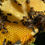 Thumbnail: Honey