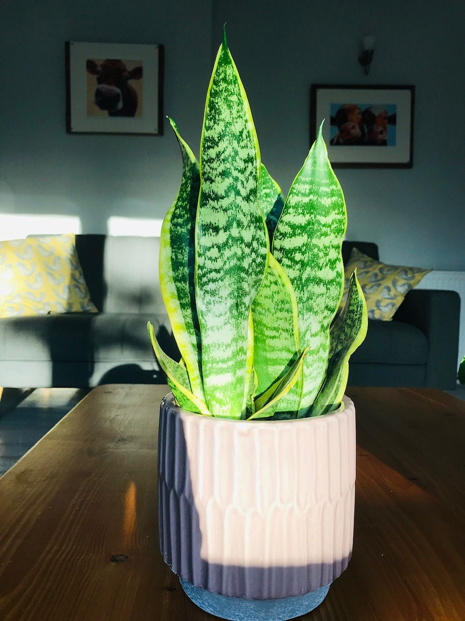 The Greenhouse Somerset Sansevieria Trifasciata aka Snake plant