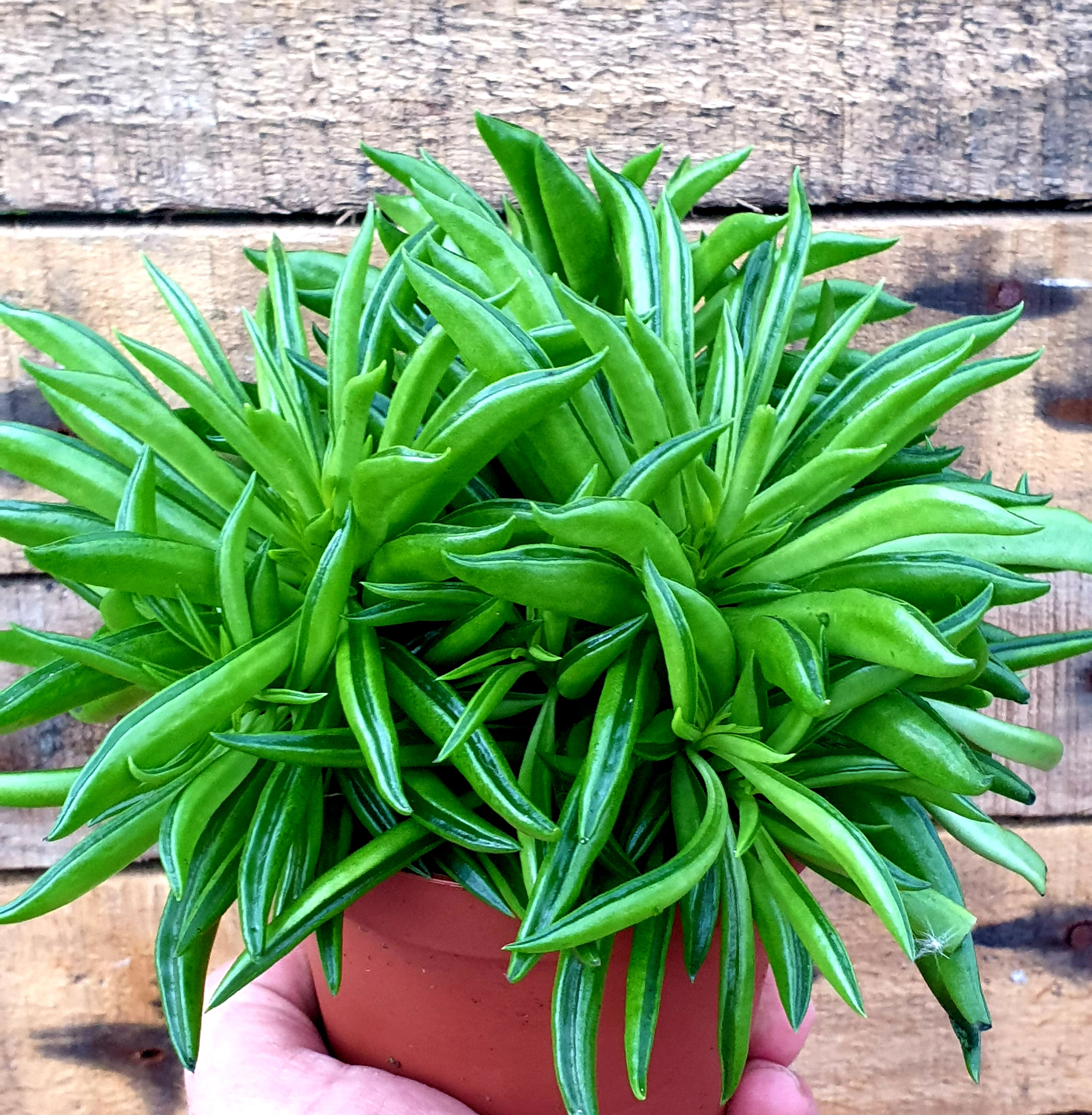 Coastal Succulents, Cacti & Alpines Pepperomi "Happy Bean"