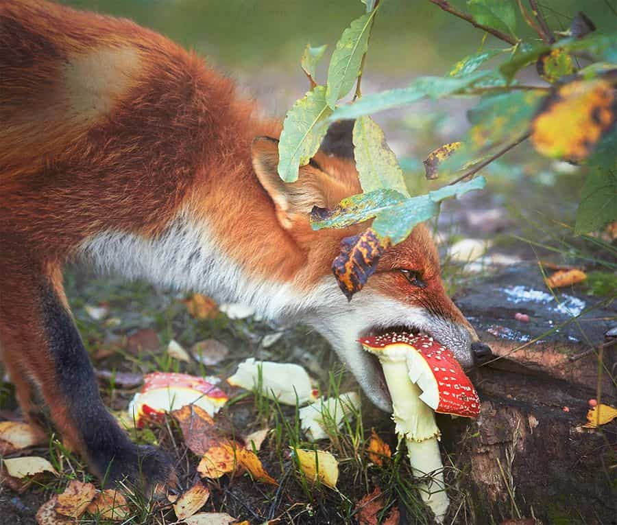 Fuchs frisst Fliegenpilz
