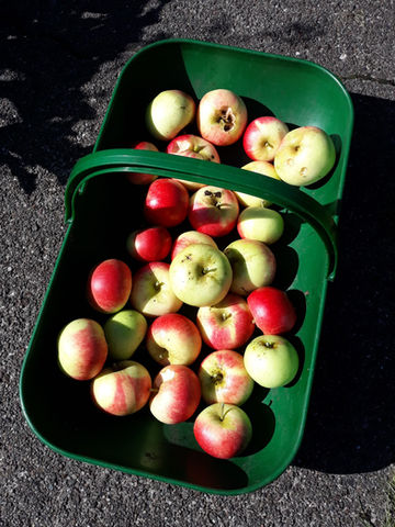 A garden trug full of apples