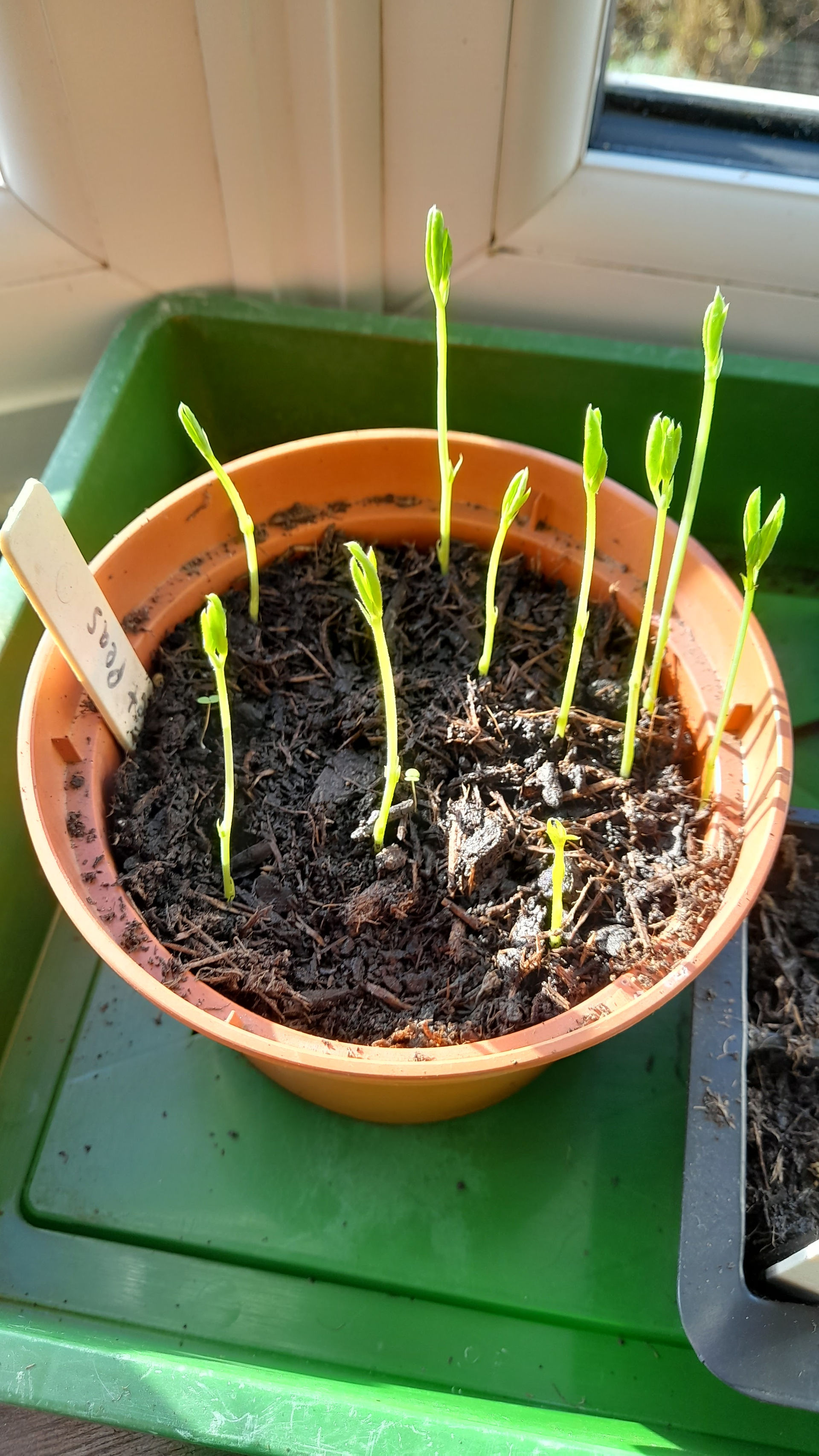 The new shoots of sweet peas, coming up in a pot