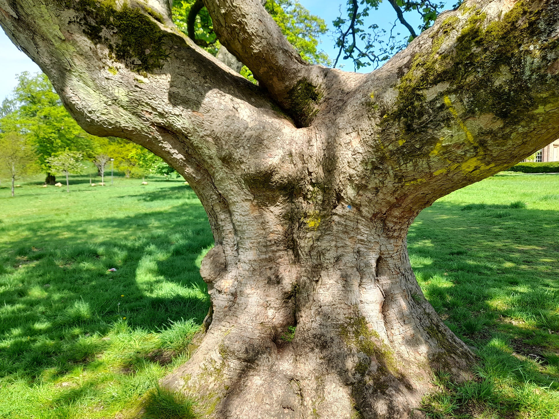 The trunk of a tree