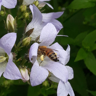 A close-up of a bee in a flower.