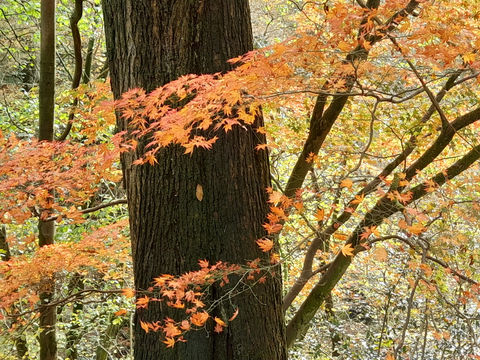 A tree with orange autumn foliage