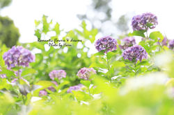 ６月・アジサイ