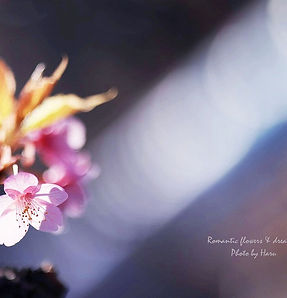 厳しい冬の寒さからようやく気温があがり、さまざまな春の花達が目覚める季節。溢れる光の中でキラキラ、玉ボケもたくさん撮りました。皆さん懸命にシャッター切っていました。当然のように発表会は盛り上がりました。