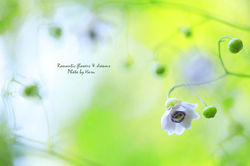 ８月・レンゲショウマ