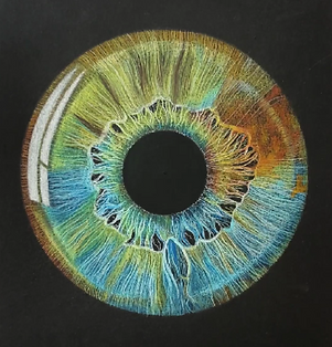 Dessin d'un iris réaliste multicolore avec les crayons de couleur Caran d'Ache
