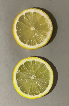 Dessin réaliste d'un citron