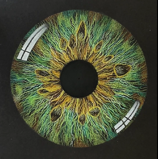 Dessin d'un iris réaliste vert avec les crayons de couleur Caran d'Ache