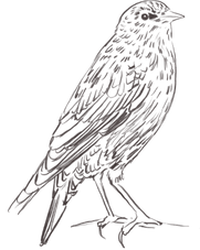 Line drawing of a bird