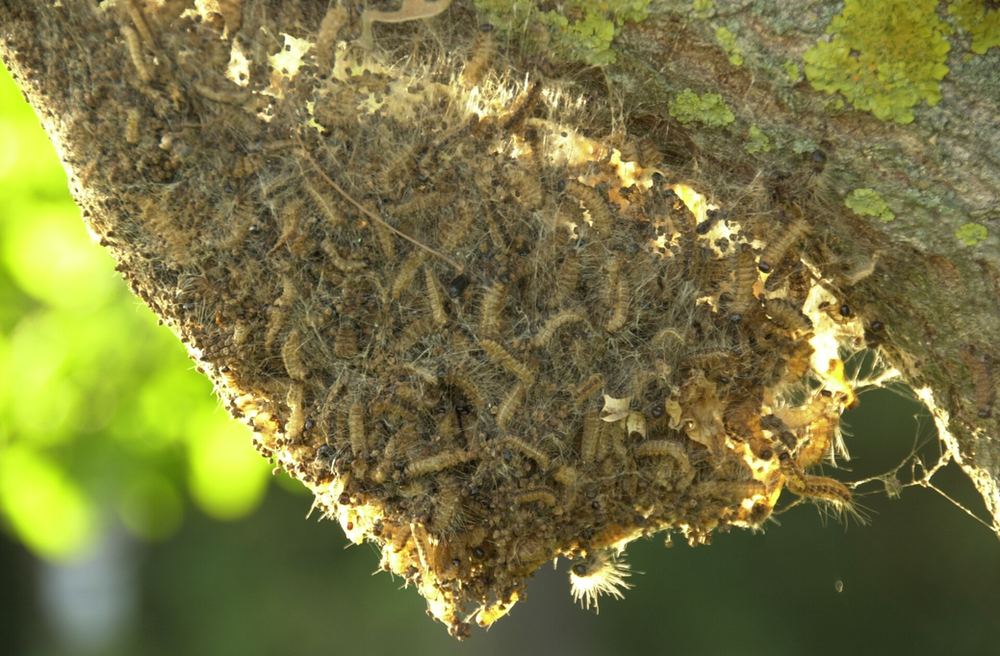 Morbihan : vigilance concernant la chenille processionnaire du chêne