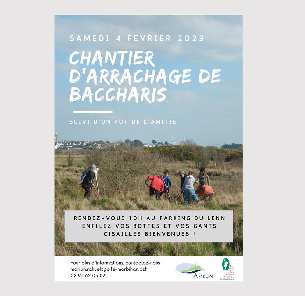 Chantier d'arrachage de baccharis