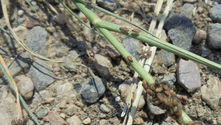 Alerte : pullulation de punaises des champs dans le Morbihan