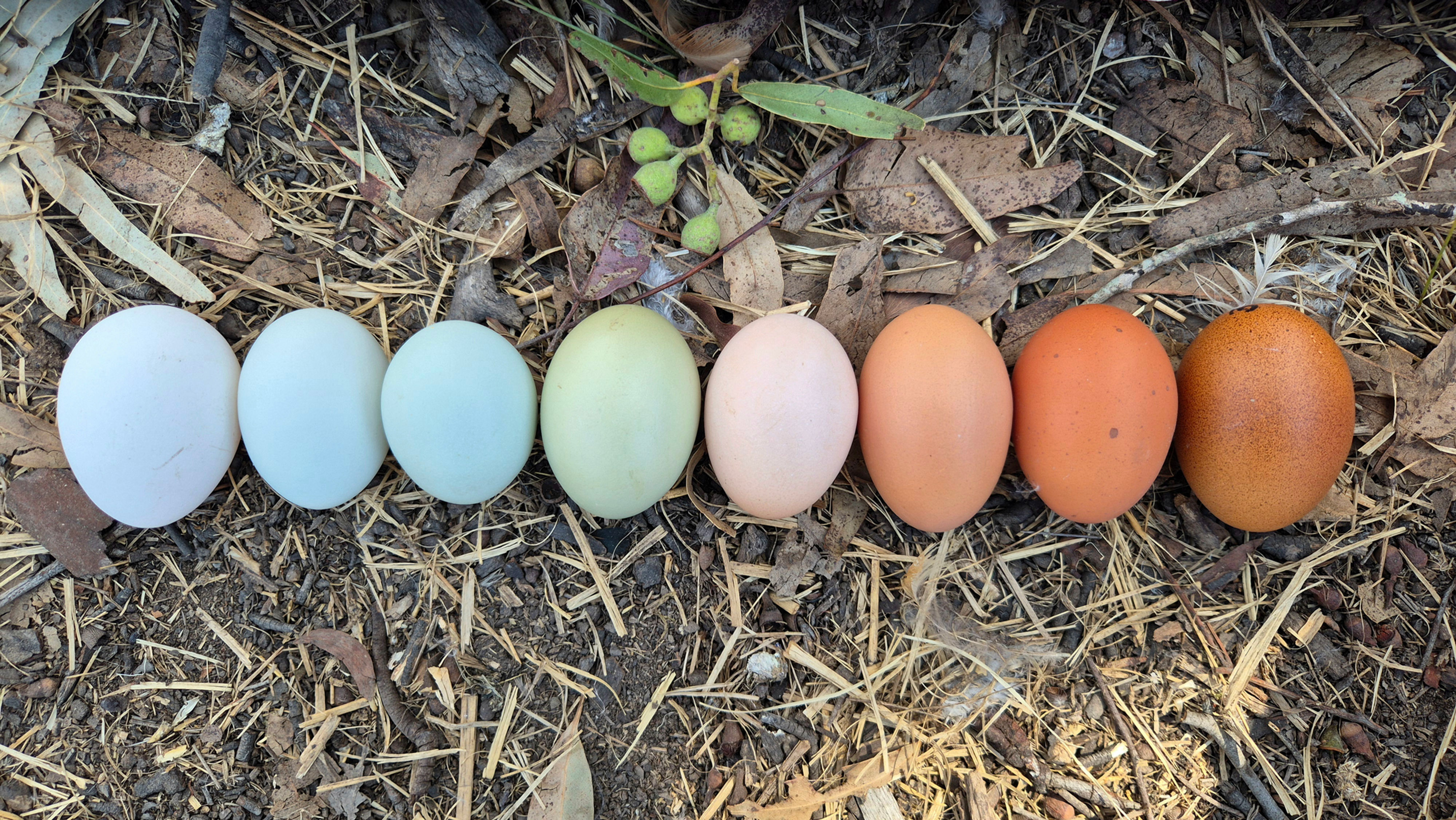 Rainbow Eggs