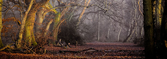 Woodland, Autumn Ashridge