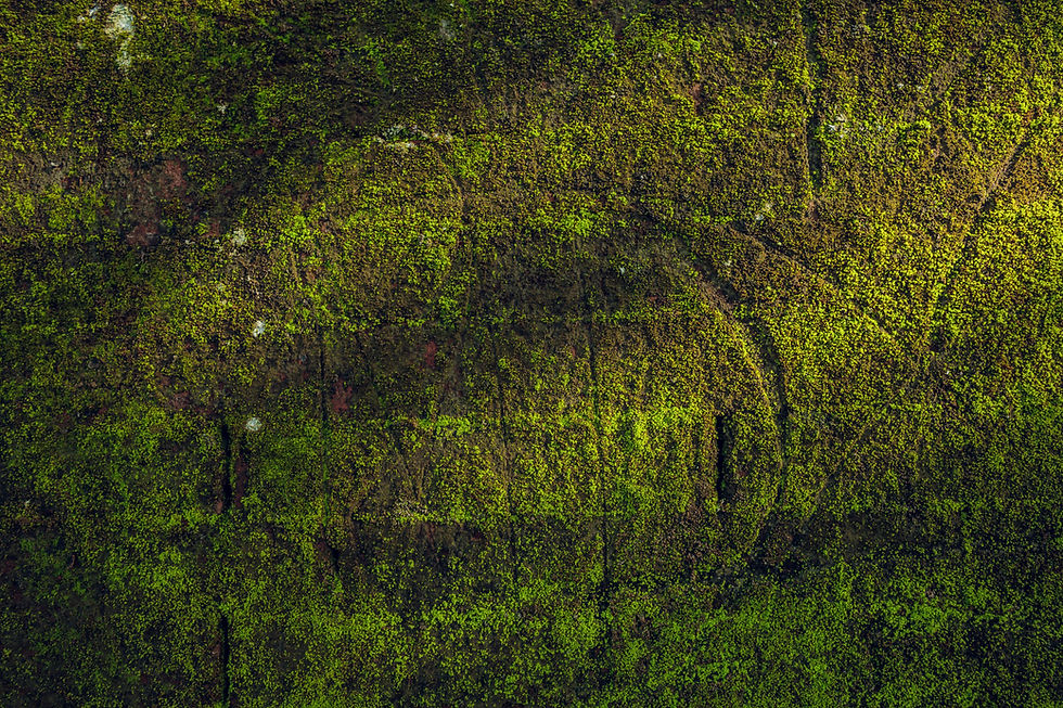 nature-texture-stone-wall-with-greenery.jpg