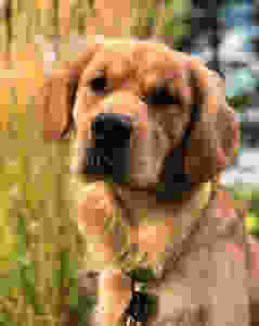 Apps to educate kids on pet care