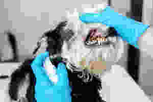 dental disease in pets