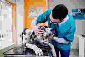 dog getting eye exam at vet