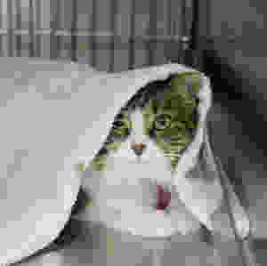 reasons to spay your cat