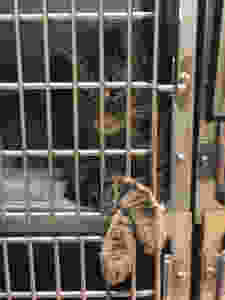 pets who are surrendered in shelters cause they do not have enough time