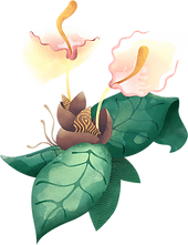 Fleur tropicale