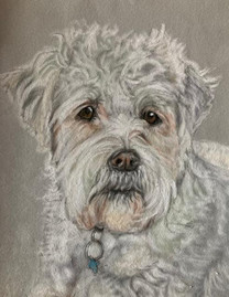 Ozzy Bichon Fries Mixed Breed 24 x 32 cm Pastel on Paper