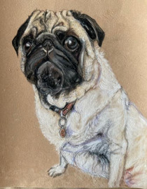 Barney Pug 24 x 32 cm Pastel on Paper