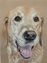 Norton Golden Labrador 24 x 32 cm Pastel on Paper