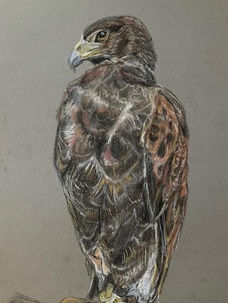 Harris Hawk 42 x 30 cm Pastel on Paper