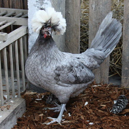 Chicken 2.gif