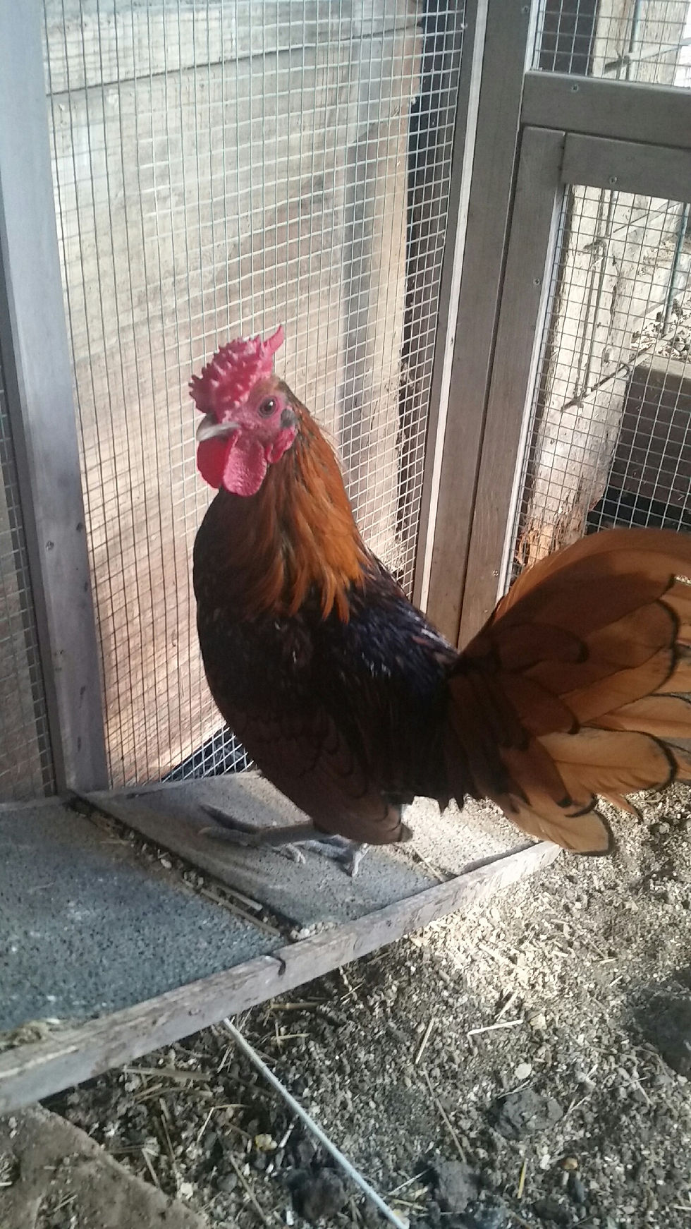 Thumbnail: Golden Sebright Bantams