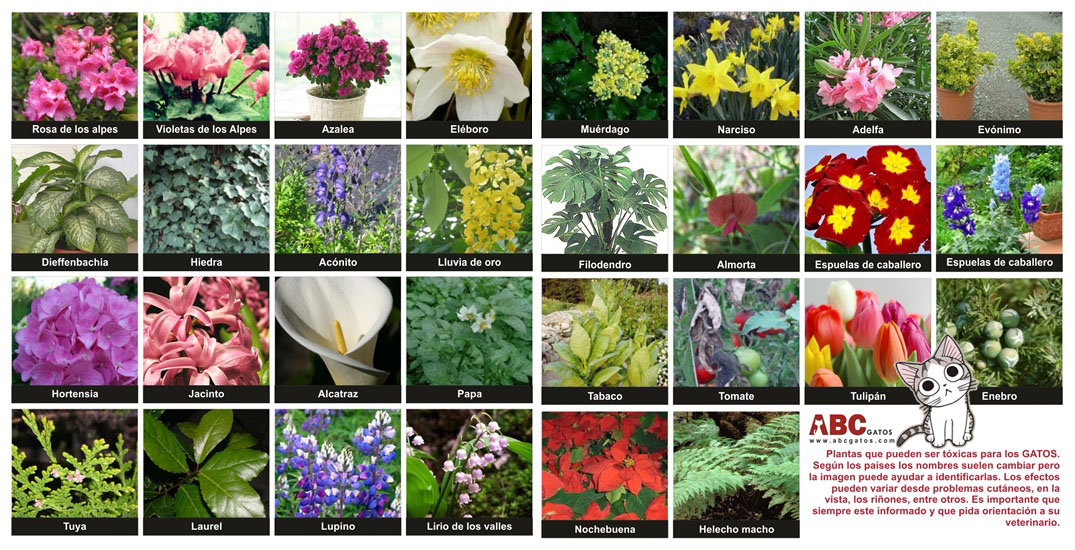 Image De Fleur Avec Leur Nom Pdf