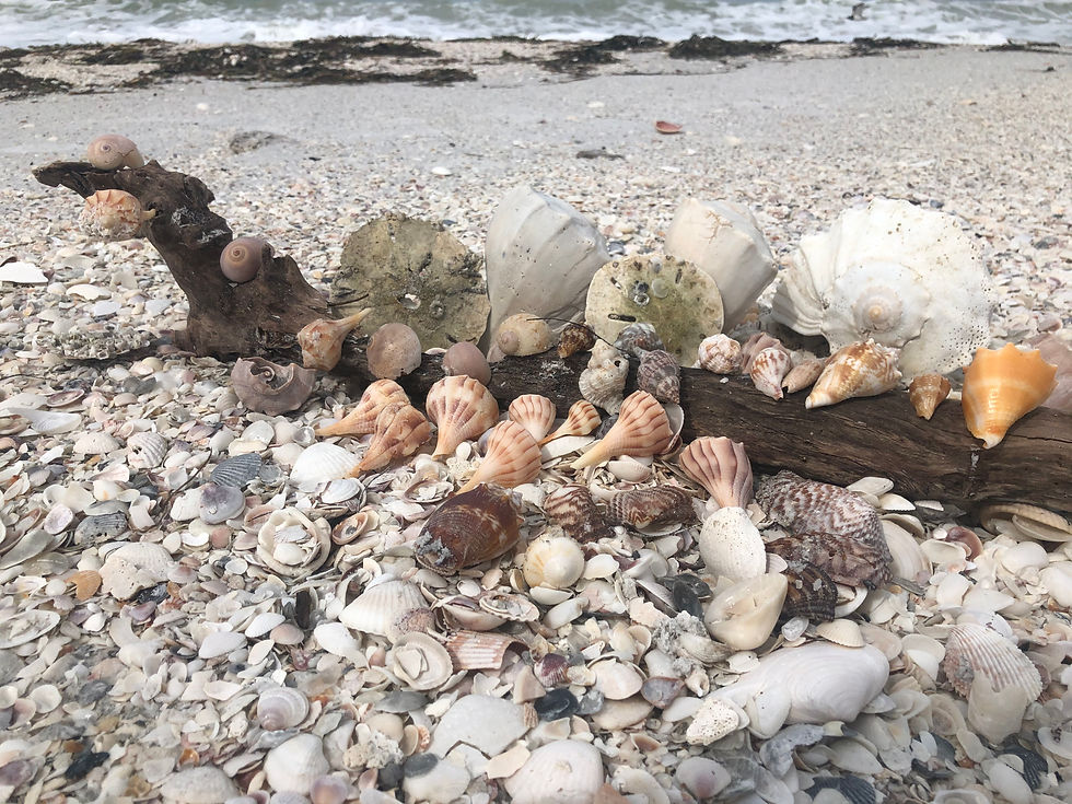 Photo Credit: SWFL Charters, LLC