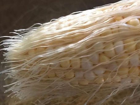 Corn Silk 
