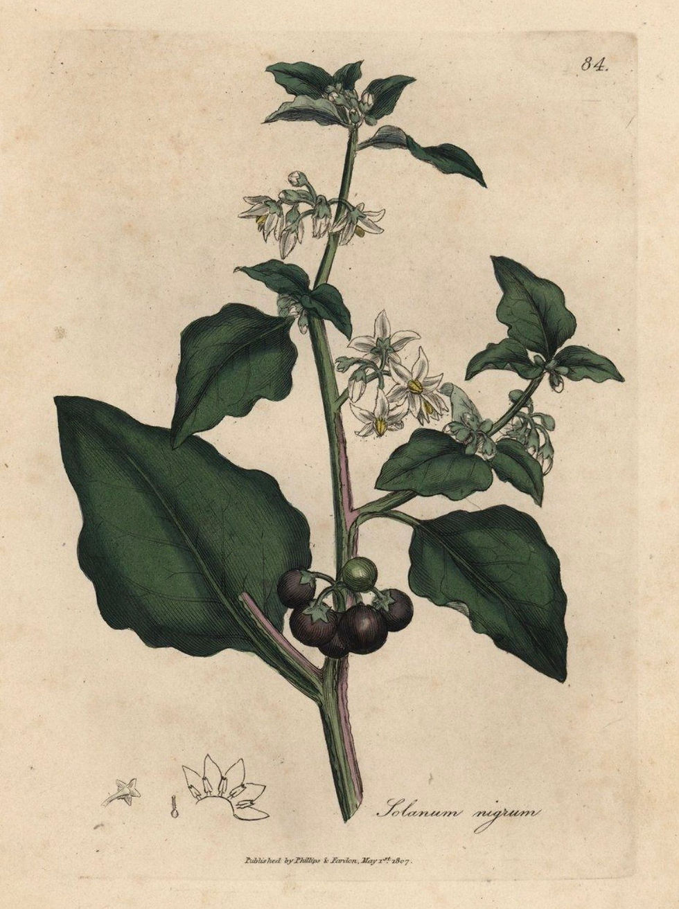 Solanum nigrum: The Nightshade We Thought We Knew