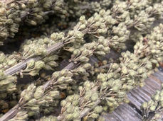 Mullein torches have been used for thousands of years, with its use going back to ancient Rome, when soldiers would submerge mullein stalks in grease to use as torches.