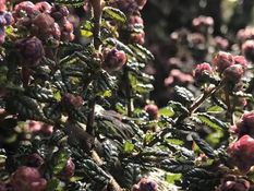 What are Herbal Actions?