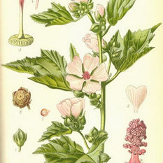 Marshmallow: Althea officinalis